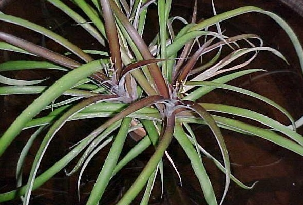 Cryptbergia Bromeliad Rubra