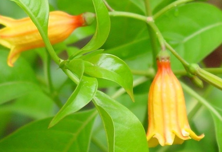 Hamelia Species, Bahama Firebush
