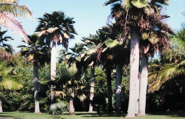 Copernicia Species, Baileys Copernicia Palm, Yarey Palm