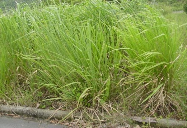 Guinea Grass, Colonial Grass, Tanganyika Grass