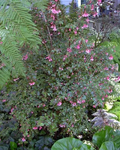 Begonia Species, Fuchsia Begonia, Shrub Begonia