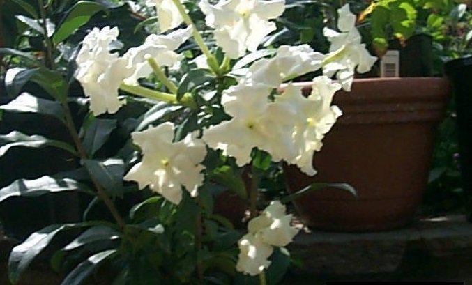 Brunfelsia Species, Lady of the Night
