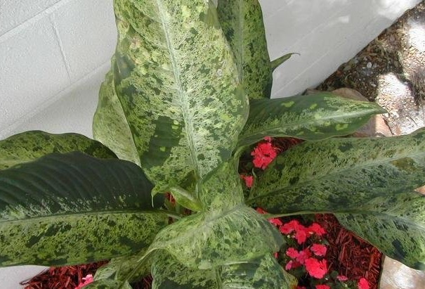 Dieffenbachia, Dumbcane, Dumb Cane Camouflage