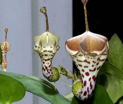 Ceropegia Species