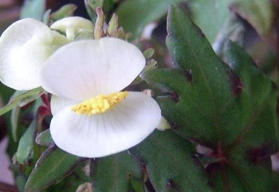 Begonia Species, Grape-Leaf Begonia, Maple-Leaf Begonia