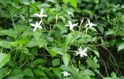 Jasminum Species, Azores Jasmine, Lemon-Scented Jasmine