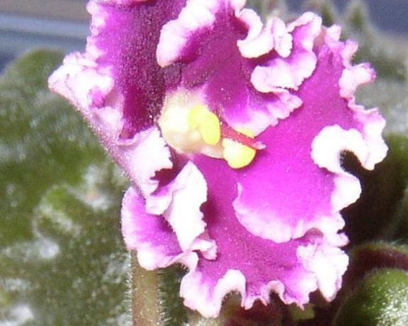 African Violet, Space Violet Optimara EverLove