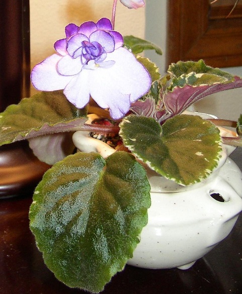 African Violet Buckeye Butterflies