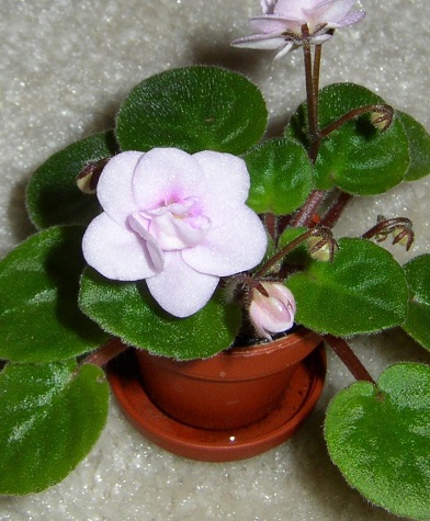African Violet Optimara Little Rose Quartz