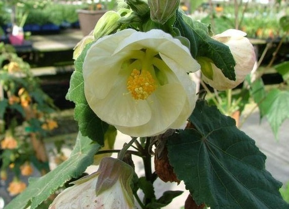 Abutilon, Flowering Maple White