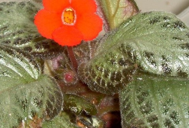 Episcia, Flame Violet Chocolate Soldier