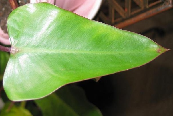 Philodendron King of Spades