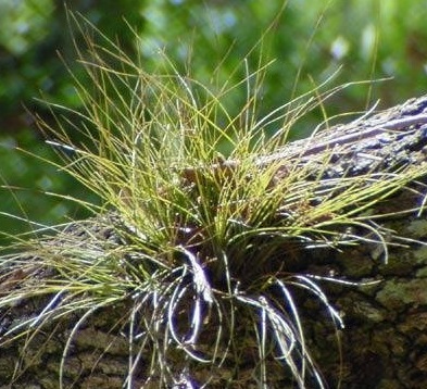 Tillandsia Bromeliad, Air Plant, Needle-leaf Airplant