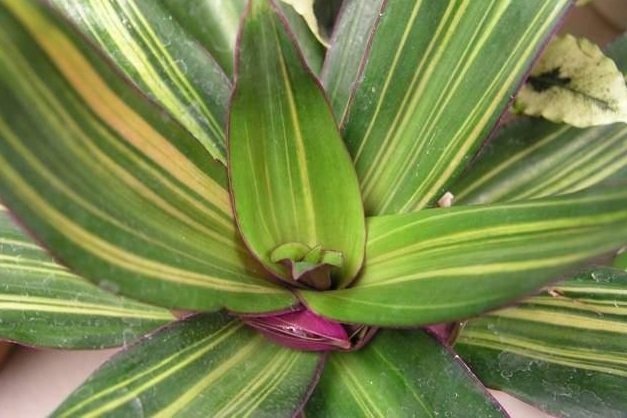 Tradescantia, Moses-in-a-Basket, Boatlily, Oyster Plant Vittata