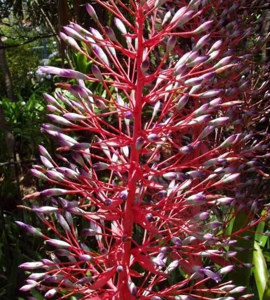 Portea Bromeliad Species
