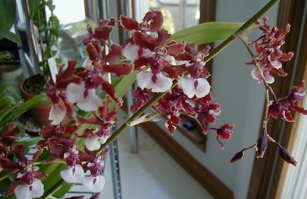 Orchid, Oncidium Sharry Baby