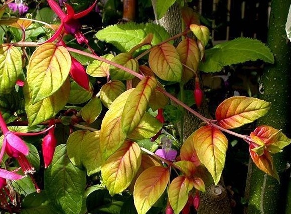 Autumn Fuchsia Autumnale