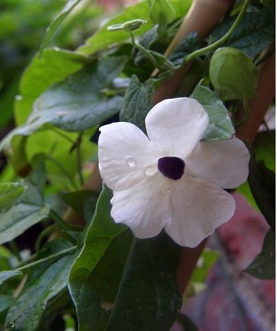 Thunbergia, Black-Eyed Susan Vine Alba