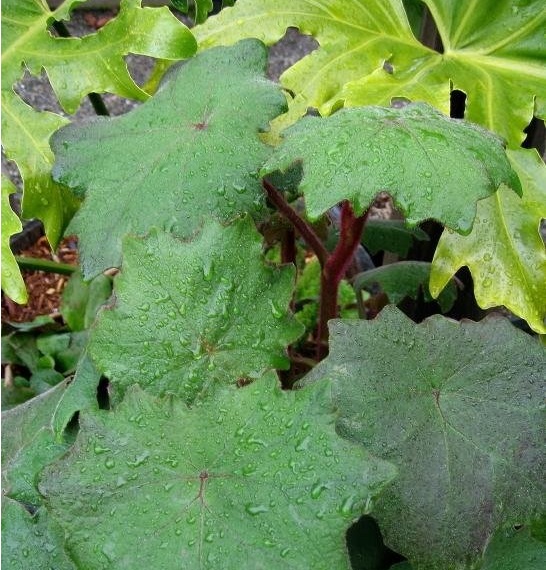 Roldana Species, Senecio