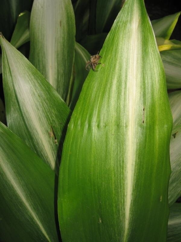 Aspidistra, Cast Iron Plant Asahi
