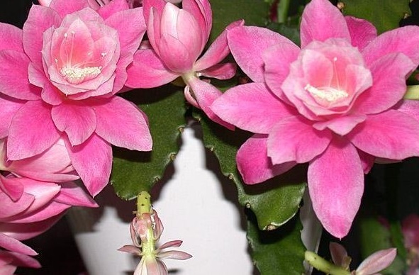 Disocactus Species, Pond Lily Cactus