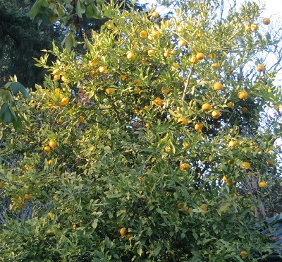 Citrus Species, Ichang Papeda