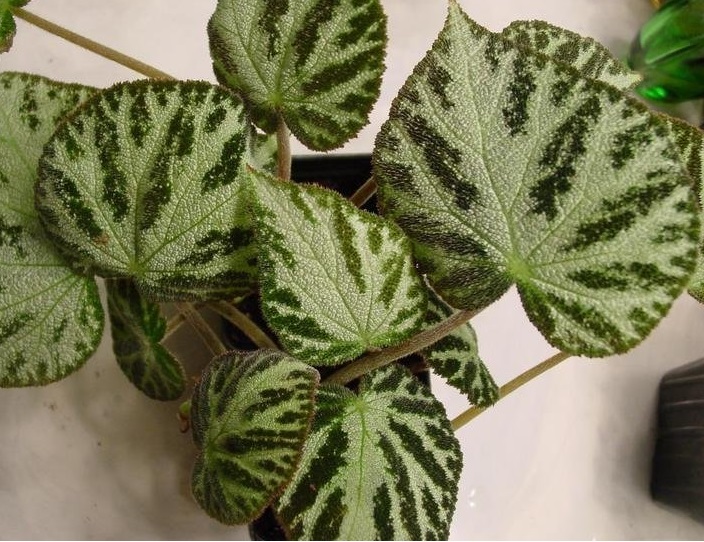 Begonia Species