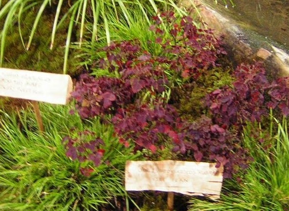 Oxalis, Fire Fern, Wood Sorrel Rubra