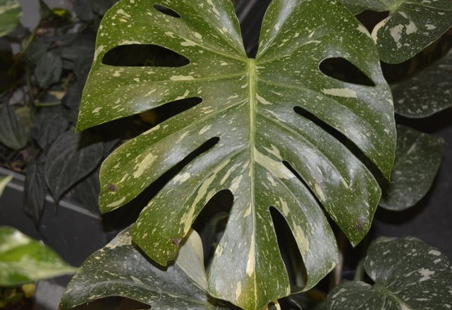 Monstera, Variegated Mexican Breadfruit Albo Maculata