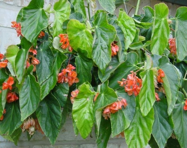 Begonia, Cane Begonia Orange Rubra