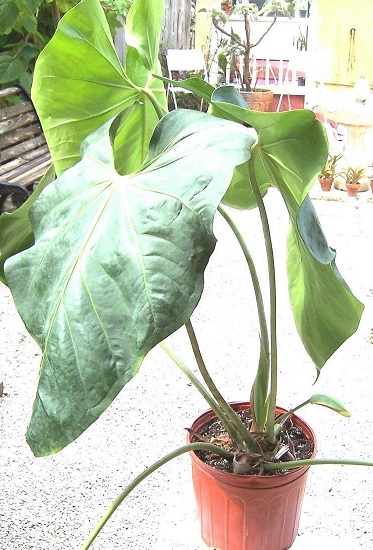 Anthurium Species, Faustinos Giant Anthurium