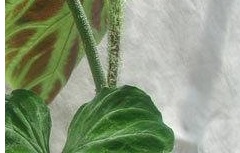 Philodendron Species, Velvet-Leaf Philodendron
