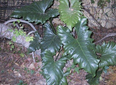 Philodendron Hybrid
