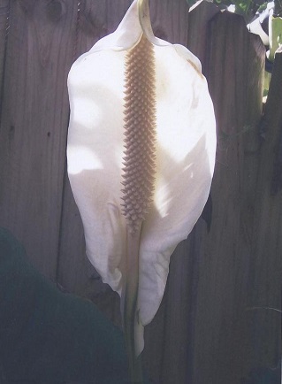 Spathiphyllum, Peace Lily Sensation