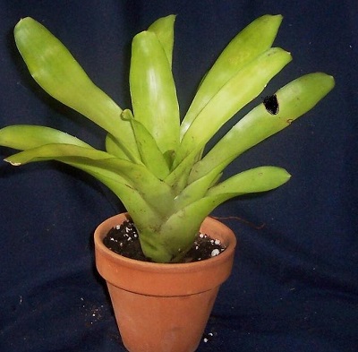 Neoregelia Bromeliad Angel Face