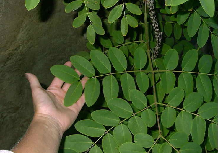 Caesalpinia Species, Curly Paela