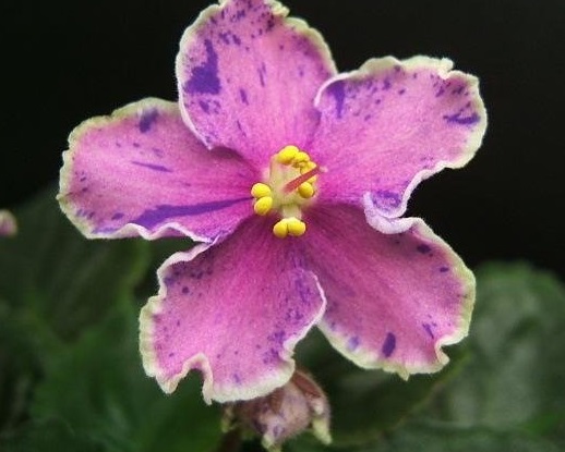 African Violet Rebels Splatter Kake
