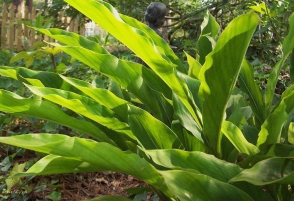 Alpinia, Japanese Ginger Extra Spicy