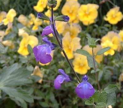 Salvia Hybrid, Ornamental Sage Christine Yeo