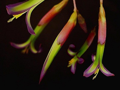 Billbergia Bromeliad, Queen’s-Tears Mini