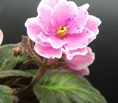 African Violet Fantasy Radiance