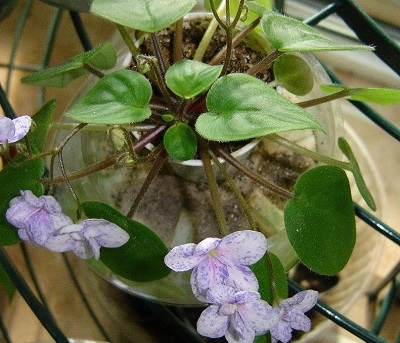 African Violet Robs Boolaroo