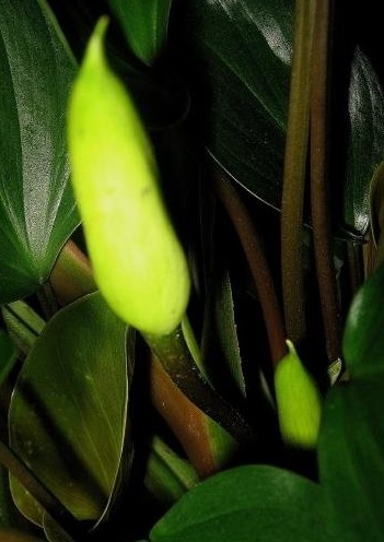 Homalomena Emerald Gem
