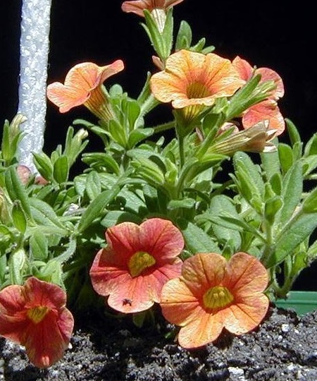 Calibrachoa, Million Bells Superbells Tequila Sunrise