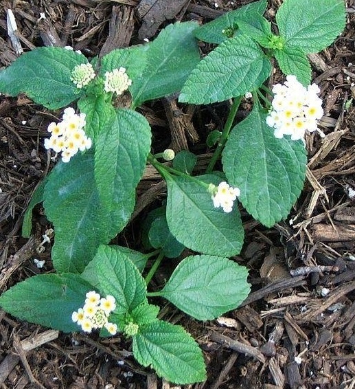 Lantana Denholm