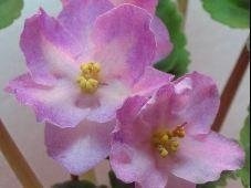 African Violet 'Hawaiian Pearl'