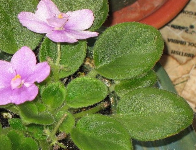 African Violet Funny Bunny