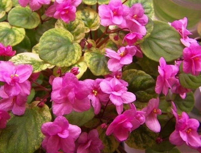 African Violet Fancy Trail
