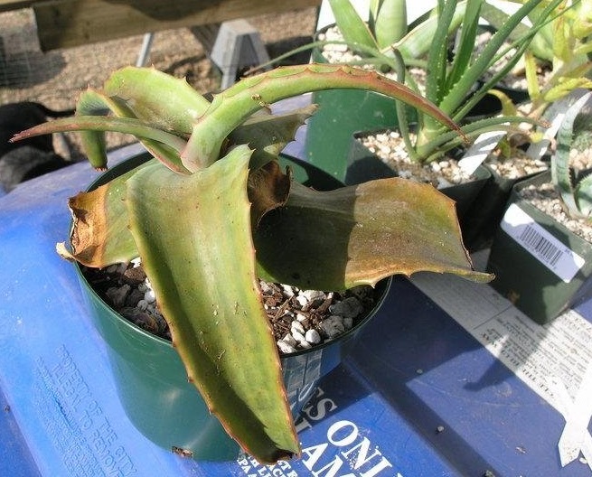 Aloe Species