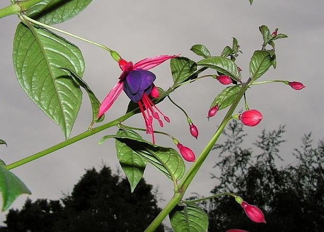 Fuchsia Lady Boothby